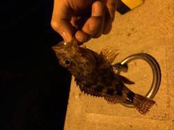 観音崎や谷川漁港周辺夕マヅメから釣行　コチ…